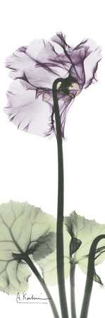 Cyclamen in Purple Print Cyclamen in Purple Print