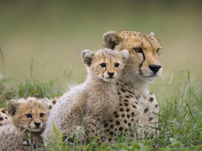 Cheetah (Acinonyx Jubatus) Mother and Eight to Nine Week Old Cubs, Maasai Mara Reserve, Kenya Stretched Canvas Print