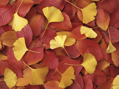 Autumnal Ginko and Dogwood Leaves Stretched Canvas Print