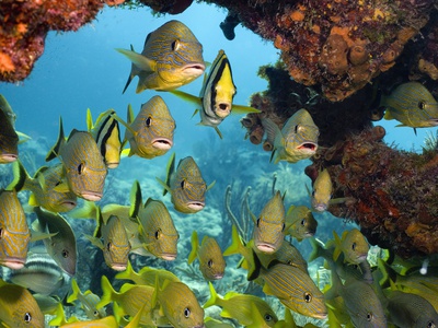 Schooling Fish Under Coral Ledge Stretched Canvas Print