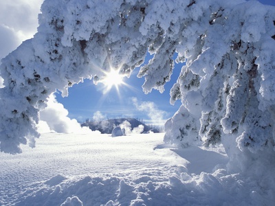 Snowy Landscape in Yellowstone Stretched Canvas Print