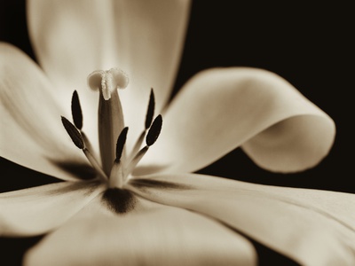 Inside of a Tulip Stretched Canvas Print
