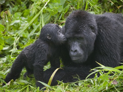 Baby Gorilla Kisses Silverback Male Stretched Canvas Print
