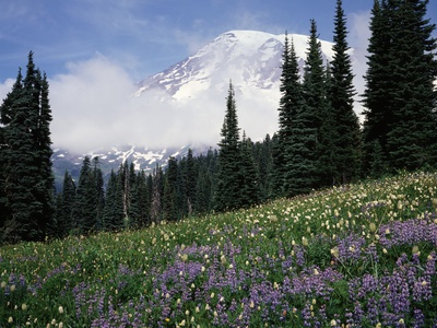 Wildflowers at Paradise Meadow Stretched Canvas Print
