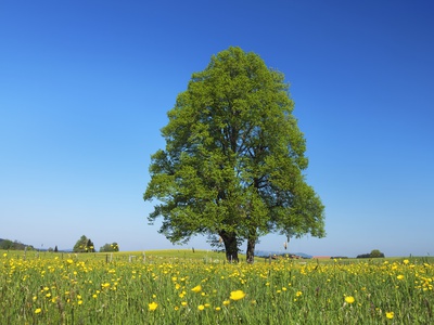 Linden Tree in Meadow of Crowfoot Flowers Stretched Canvas Print