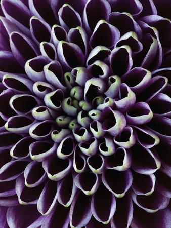 Close-up of Chrysanthemum Flower Stretched Canvas Print