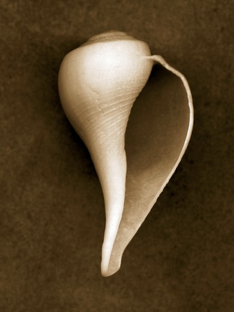 White Conch Shell Stretched Canvas Print