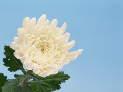 Close-up of White Chrysanthemum Stretched Canvas Print
