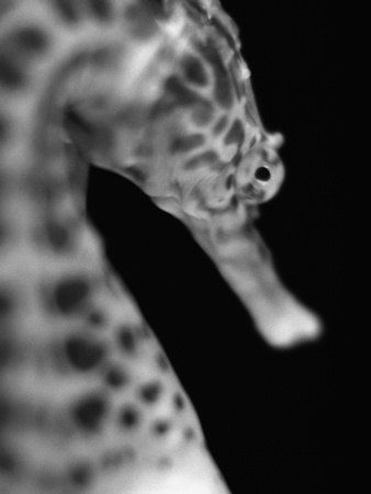Head of a Seahorse Stretched Canvas Print