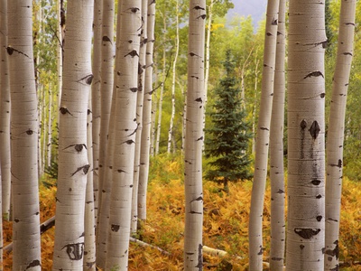 Aspen Forest Stretched Canvas Print
