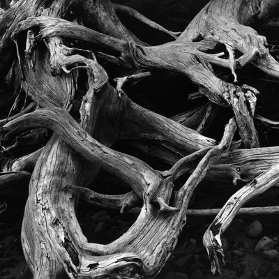 Dead Tree Roots Stretched Canvas Print