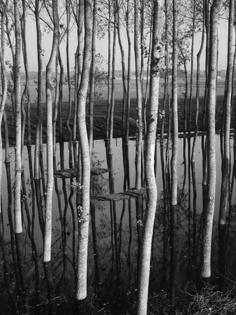 Trees in Shallow Water Stretched Canvas Print