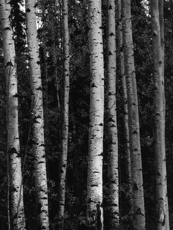 Birch Trees Stretched Canvas Print