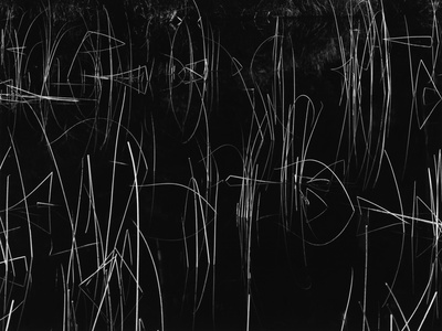Reeds, Oregon, 1975 Stretched Canvas Print