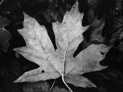 Maple Leaf Stretched Canvas Print