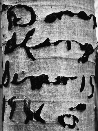 Tree Bark Graffiti Stretched Canvas Print