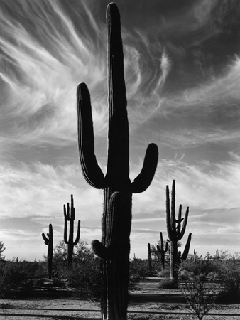 Saguaros, Arizona Stretched Canvas Print