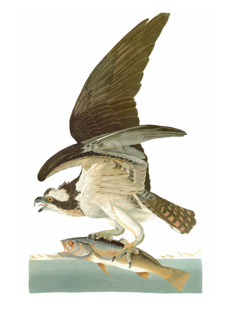 Audubon: Osprey Stretched Canvas Print
