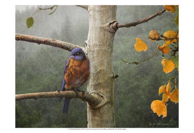 Bluebird Rain Print Bluebird Rain Print