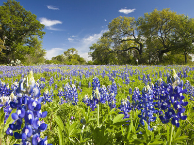 Field of Texas Bluebonnets and Oak Trees, Texas Hill Country, Usa Stretched Canvas Print