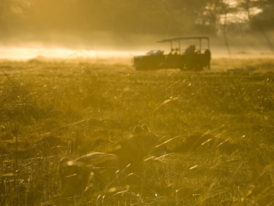 Lioness in the Mist at Sunrise, Busanga Plains, Kafue National Park, Zambia, Africa Stretched Canvas Print