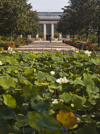 Water Lilies in the Jardins Botanique (Botanical Gardens), Tours, Indre Et Loire, Centre, France, E Stretched Canvas Print