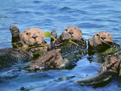 Sea Otters in Kelp, Monterey Bay, California Stretched Canvas Print