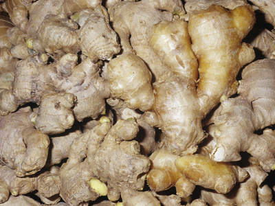 Ginger Aromatic Rhizomes for Use as a Spice or Herb (Zingiber Officinale) Stretched Canvas Print