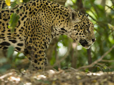 Jaguar (Panthera Onca) Along a Riverbank in Brazil's Pantanal Wetlands Stretched Canvas Print