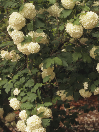 European Cranberry (Viburnum Opulus) Roseum Variety Stretched Canvas Print