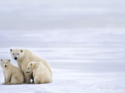 Polar Bear Mother and Cubs, Ursus Maritimus, Hudson Bay, Canada Stretched Canvas Print