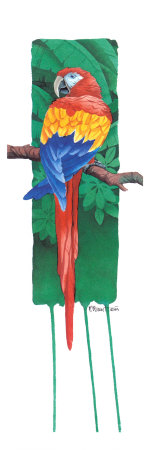 Scarlet Macaw Print Scarlet Macaw Print