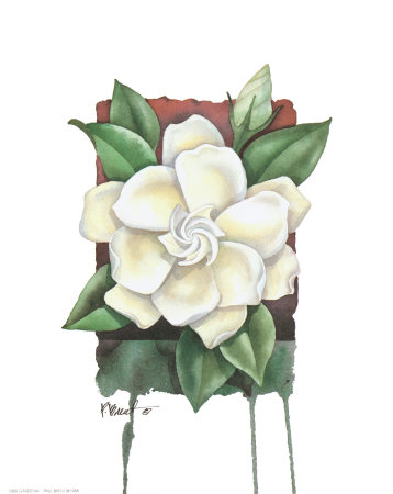 Gardenia Print Gardenia Print