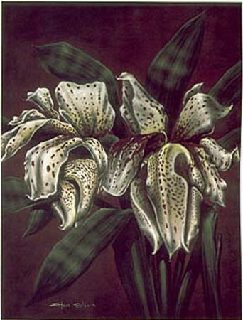 Cattleya Aurea II Print Cattleya Aurea II Print