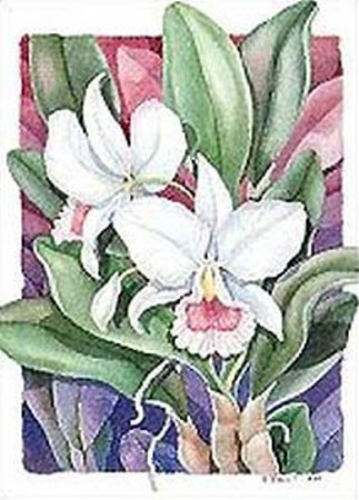 Orchids II-Cattleya Print Orchids II-Cattleya Print