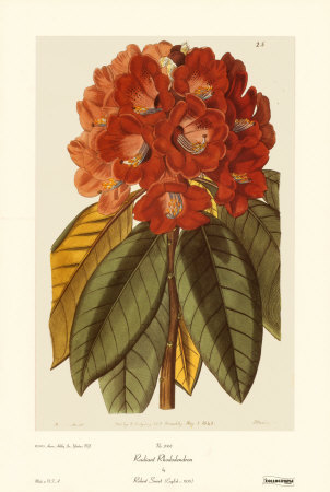 Radiant Rhododendron Print Radiant Rhododendron Print