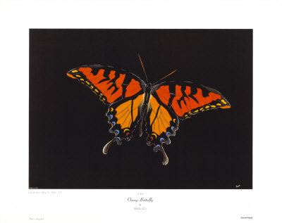 Orange Butterfly Print Orange Butterfly Print