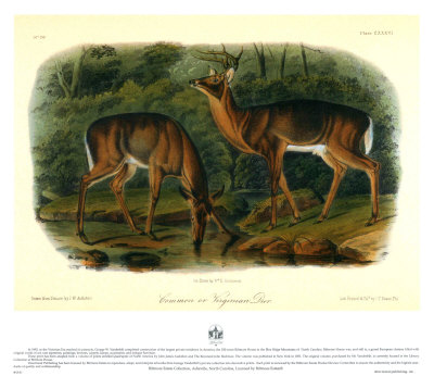 Virginian Deer Print Virginian Deer Print