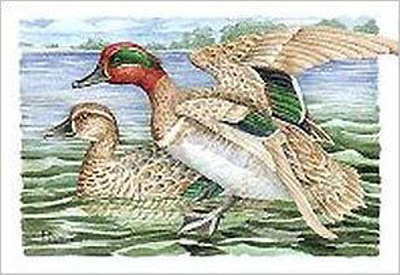 Green-Winged Teals Print Green-Winged Teals Print