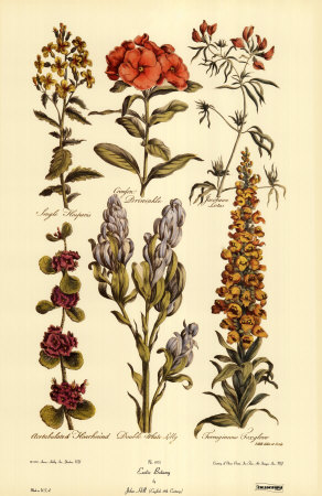 Exotic Botany Print Exotic Botany Print