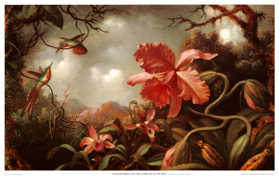 Hummingbirds & Two Var.of Orchds Print Hummingbirds & Two Var.of Orchds Print