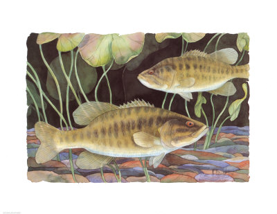 Smallmouth Bass Print Smallmouth Bass Print