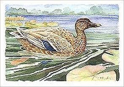 Wetland Mallard Female Print Wetland Mallard Female Print