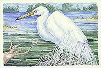 American Egret Print American Egret Print