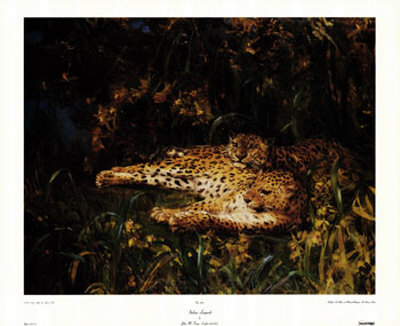 Indian Leopards Print Indian Leopards Print
