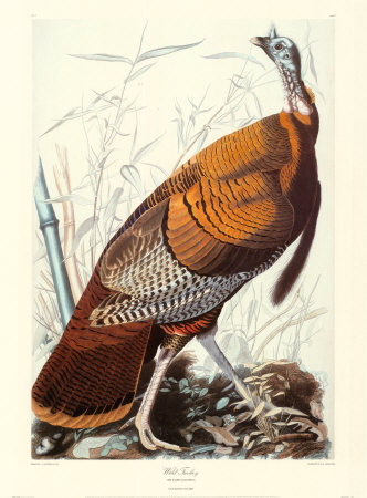 Wild Turkey Print Wild Turkey Print