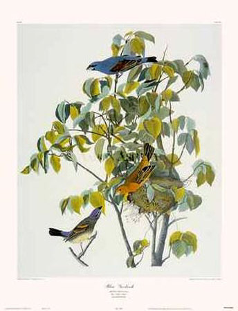 Blue Grosbeak Print Blue Grosbeak Print