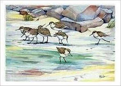 Shoreline Sandpipers Print Shoreline Sandpipers Print