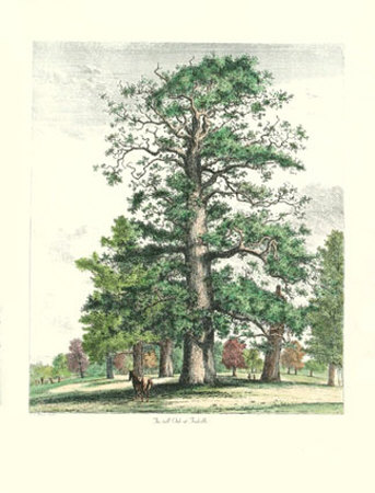The Tall Oak Print The Tall Oak Print