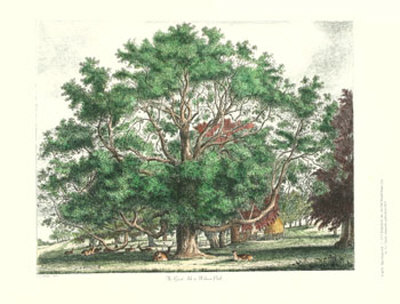 The Great Ash Print The Great Ash Print